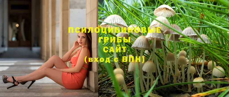 Галлюциногенные грибы Psilocybine cubensis  маркетплейс какой сайт  Бугульма 